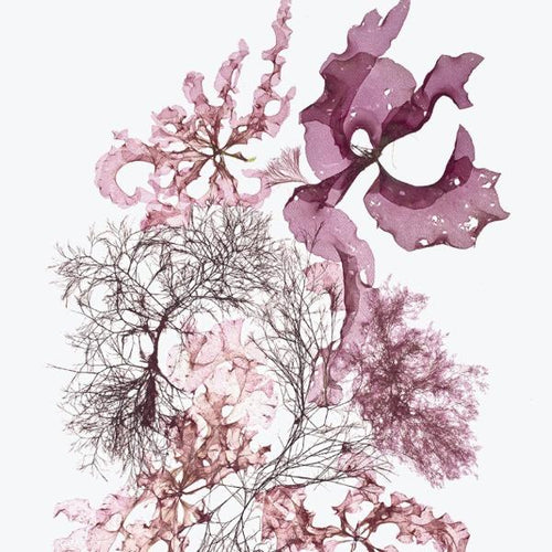 Seaweed #5 by Corinna Kaufman