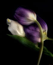Three Tulips by Adrienne Anbinder