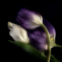 Three Tulips by Adrienne Anbinder