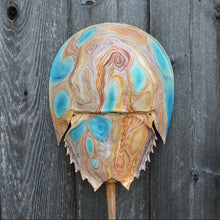 Tidal #6 (Shore Series) by Giselle Simons, Natural Horseshoe Crab Shell and Oil Paint