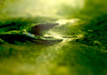 "Greener Pastures" by Sally Lennon, Macro Photography Oil Dyes in Syrup on Canvas