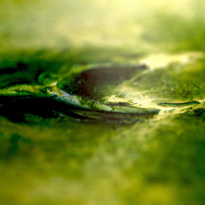 "Greener Pastures" by Sally Lennon, Macro Photography Oil Dyes in Syrup on Canvas