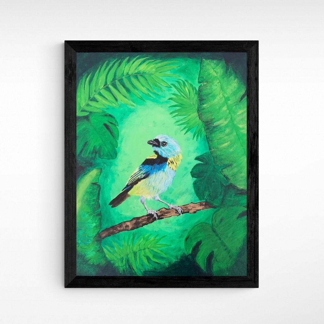 “Green Tanager  Ecuadorian Amazon Jungle